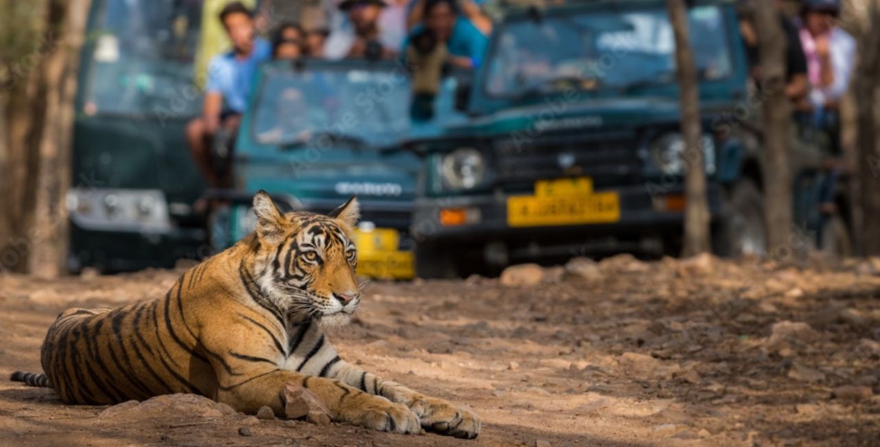RANTHAMBORE - ONE OF THE BEST NATIONAL PARKS IN INDIA