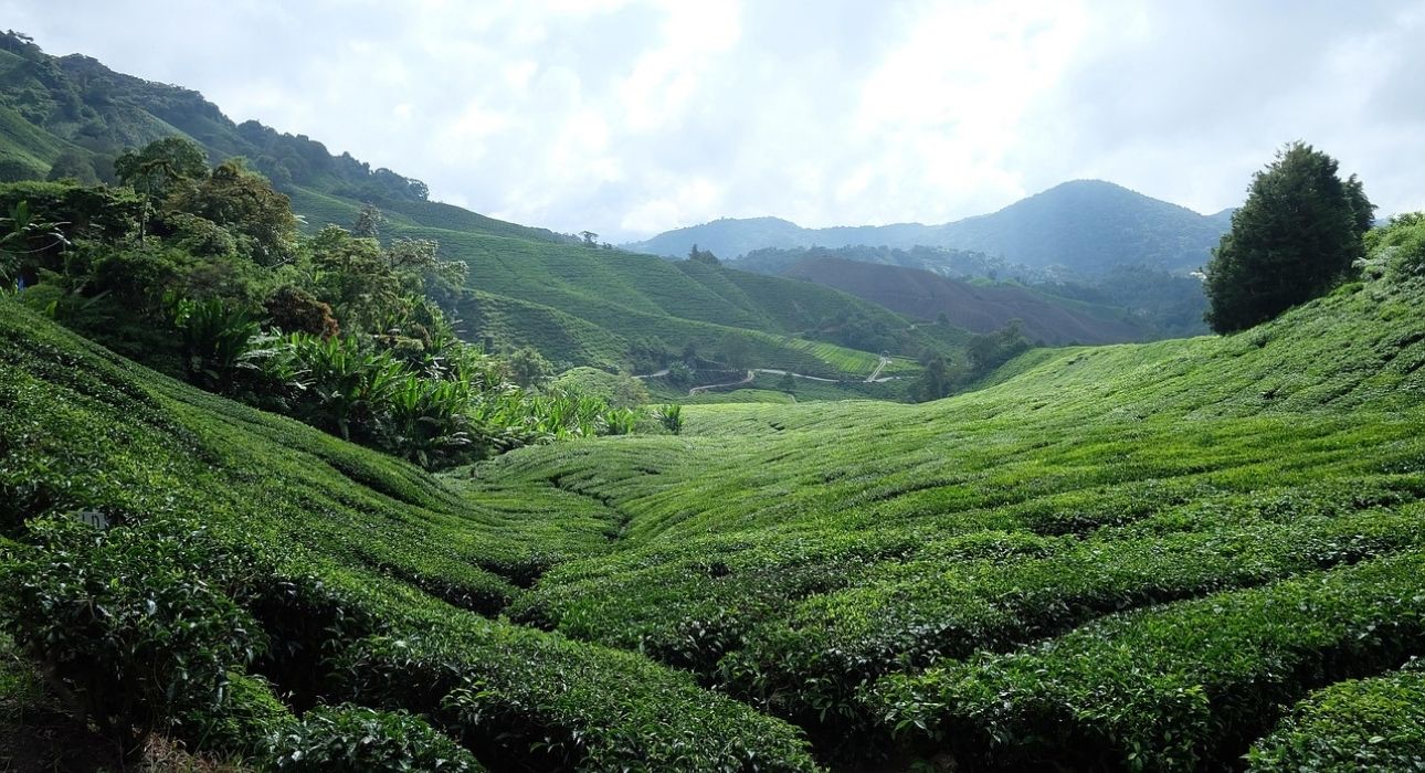 Eastern Himalaya Explorer - Darjeeling