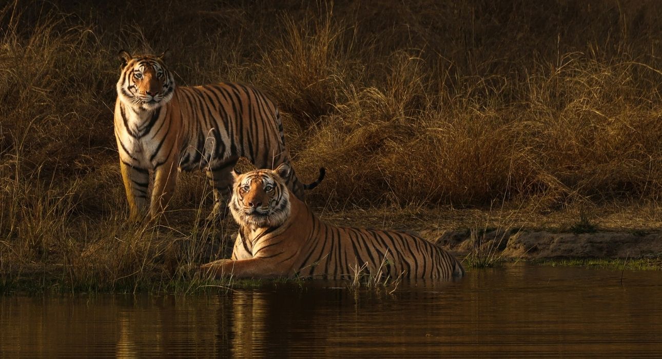 Wildlife Trails of Central India with Mumbai