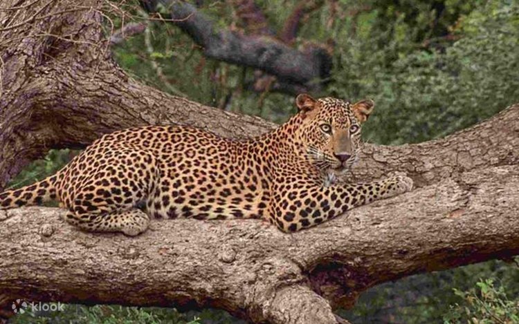 Wonder Tour of Srilanka