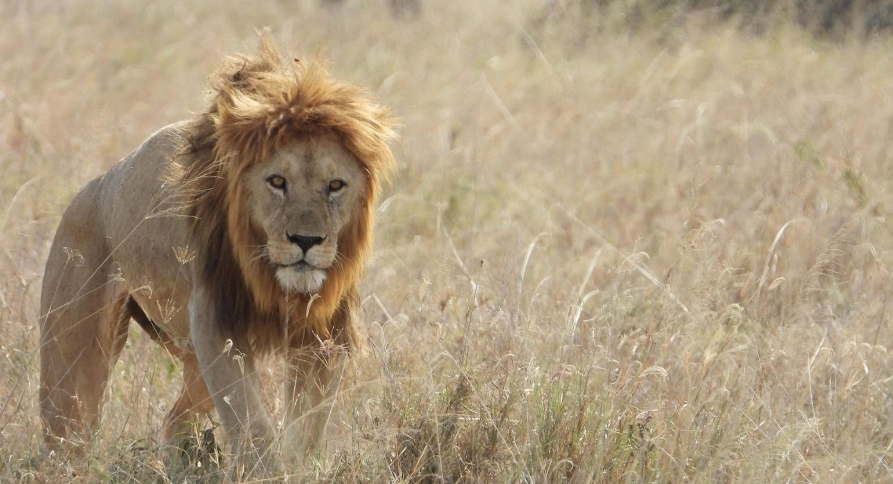 South African Luxury Triangle Tour