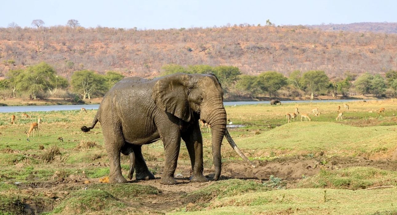 South Africa Signature Safari & Coast Tour