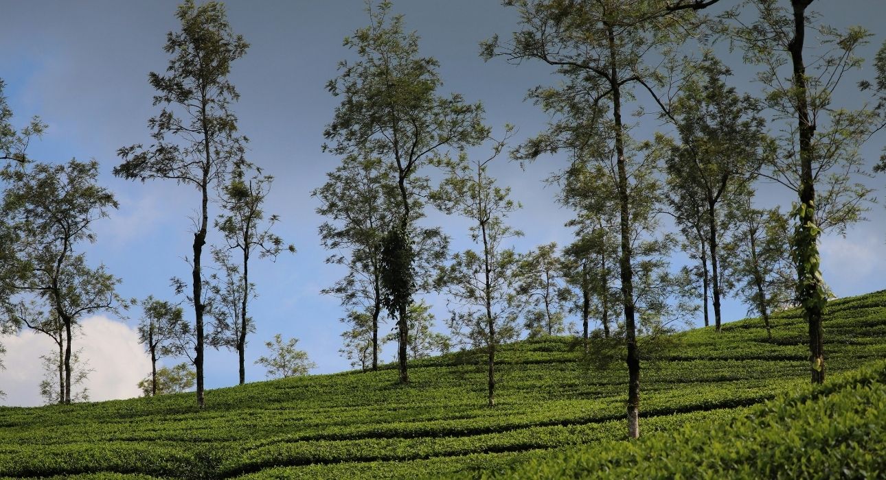 Kerala Paradise Journey