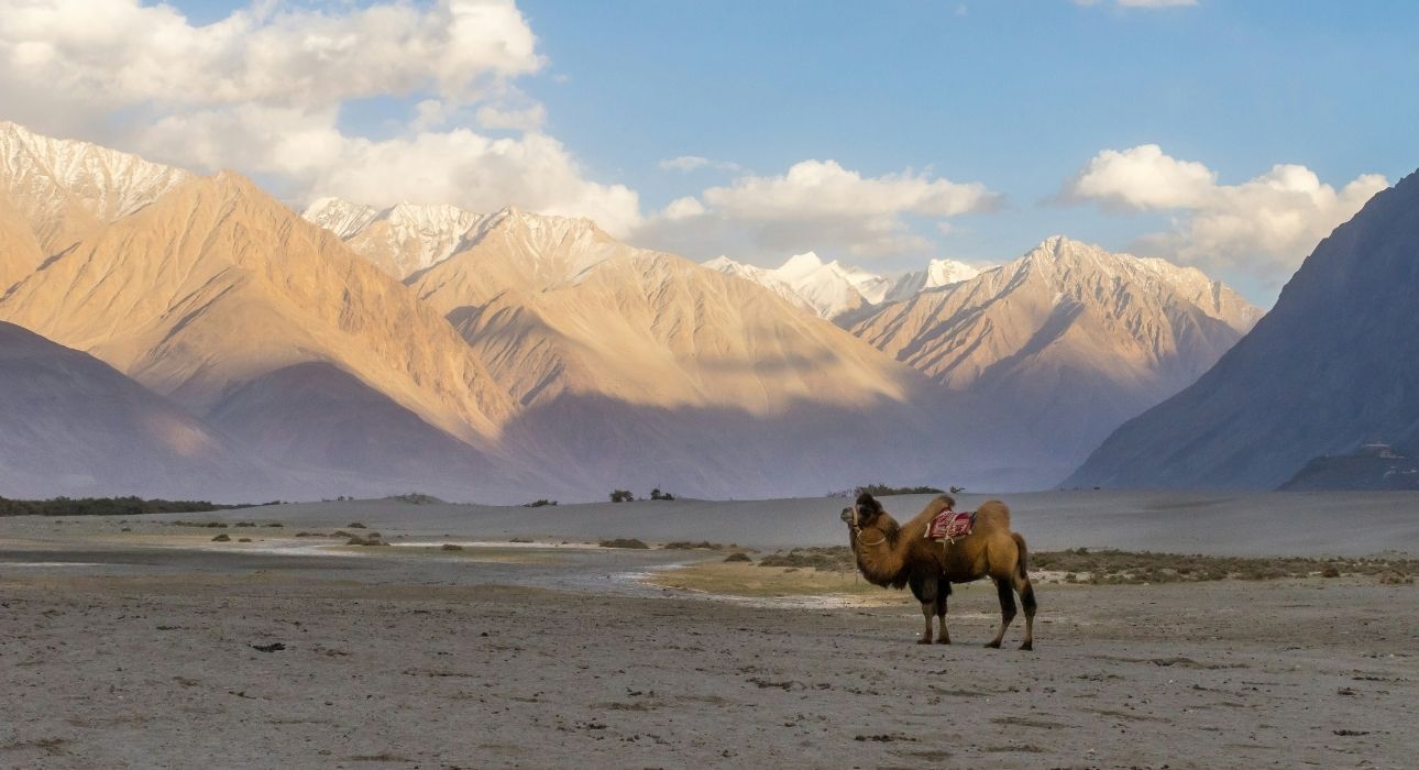 Ladakh Panorama Adventure