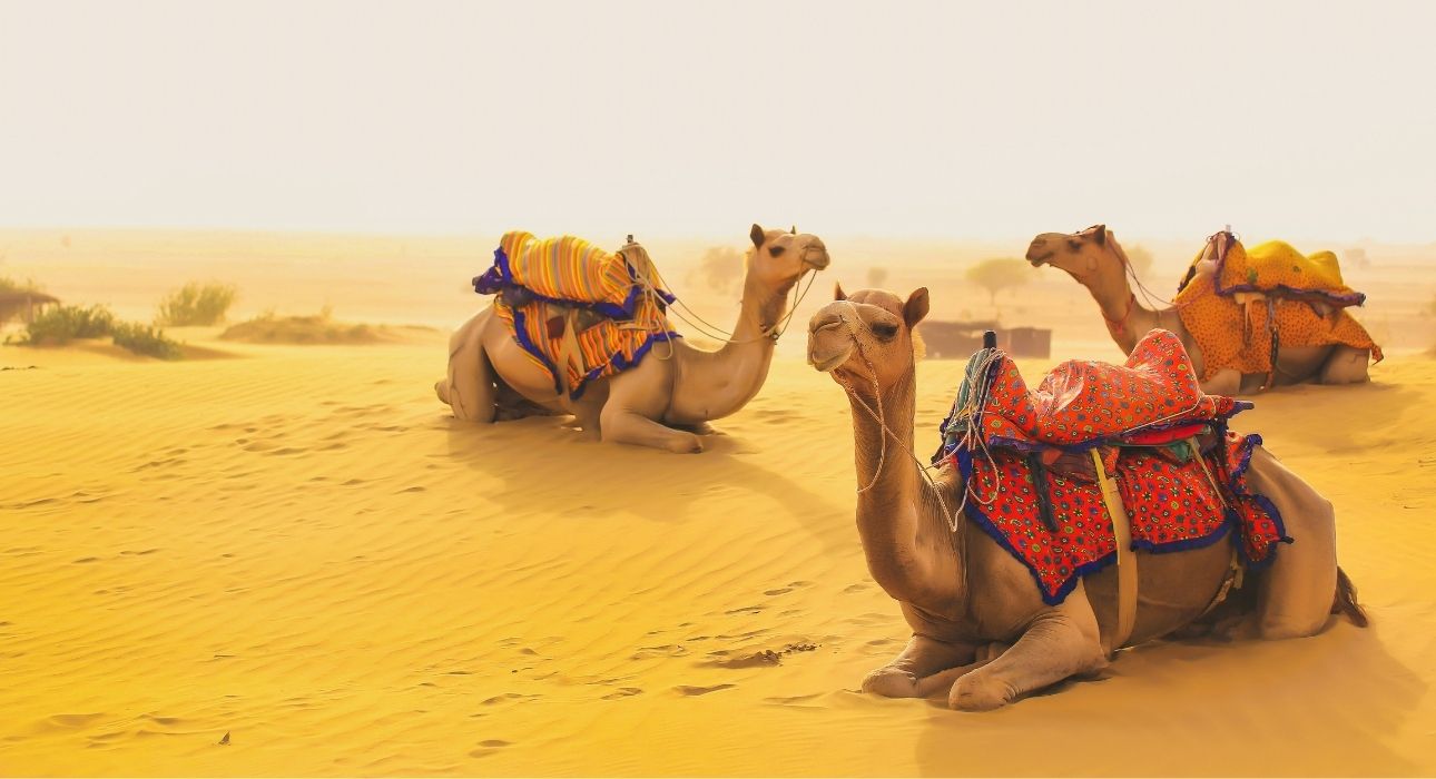 Royal Rajasthan with the Golden Triangle
