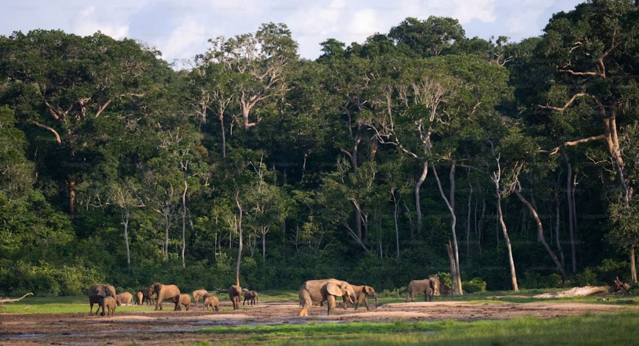 Wildlife Trails of Central India with Mumbai