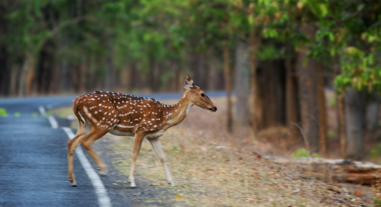 Wildlife Trails of Central India with Mumbai