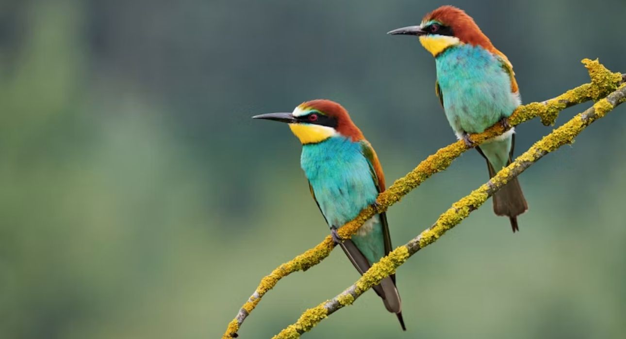 Wildlife Trails of Central India with Mumbai