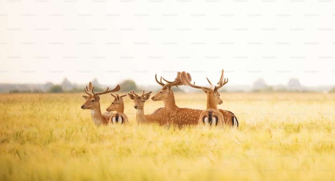 Wildlife Trails of Central India with Mumbai