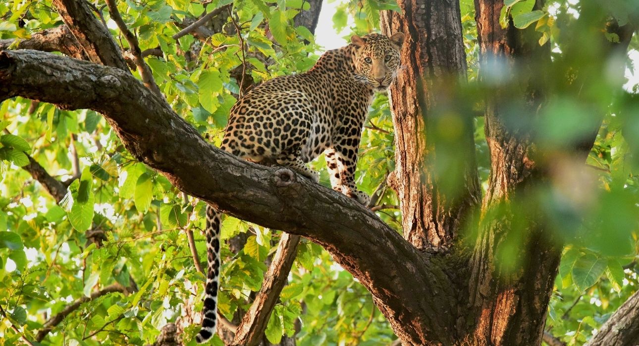 Wildlife Trails of Central India with Mumbai