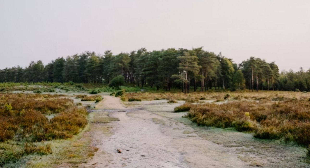 Wildlife Trails of Central India with Mumbai