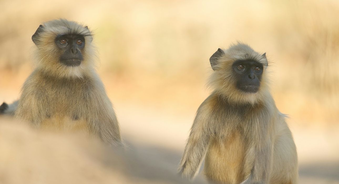 Wildlife Trails of Central India with Mumbai