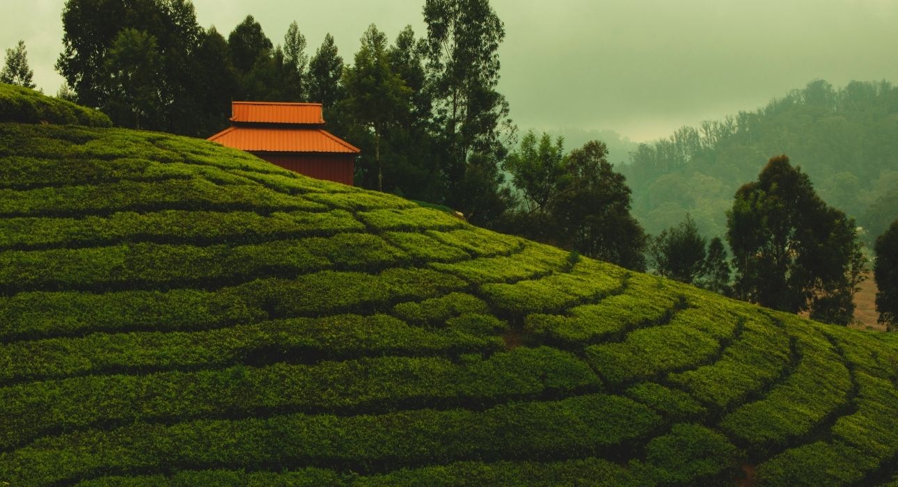 Best of Two Cultures South India (Karnataka & Kerala)