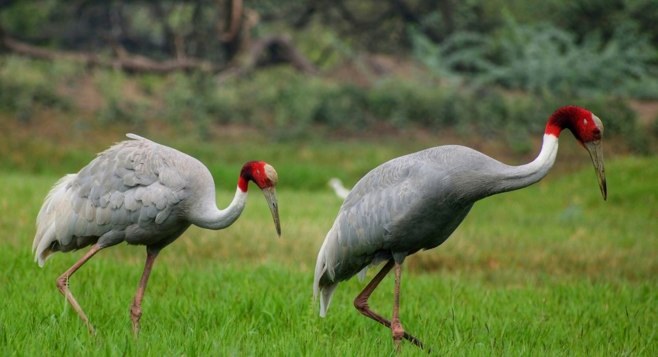Golden Triangle Tour With Wildlife Trail