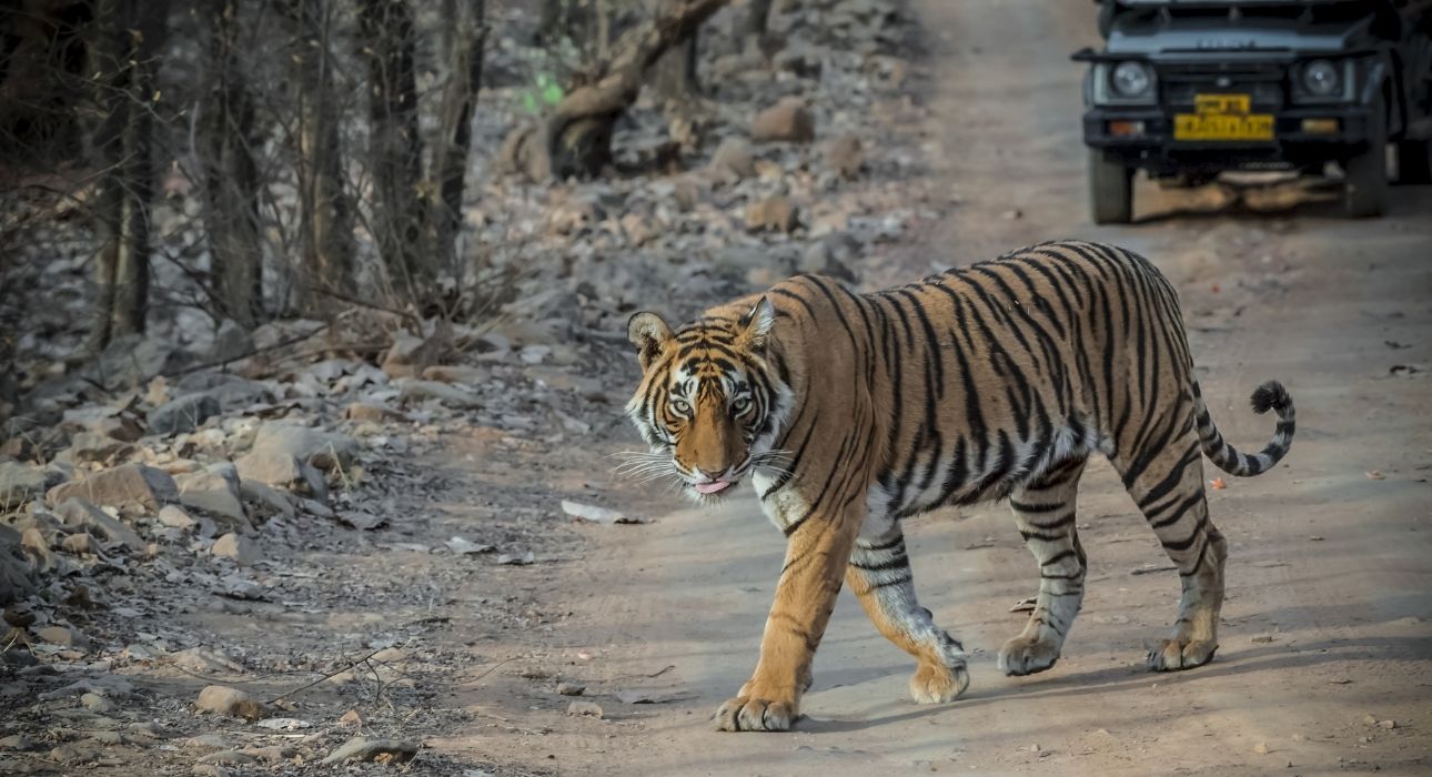 Golden Triangle Tour With Wildlife Trail