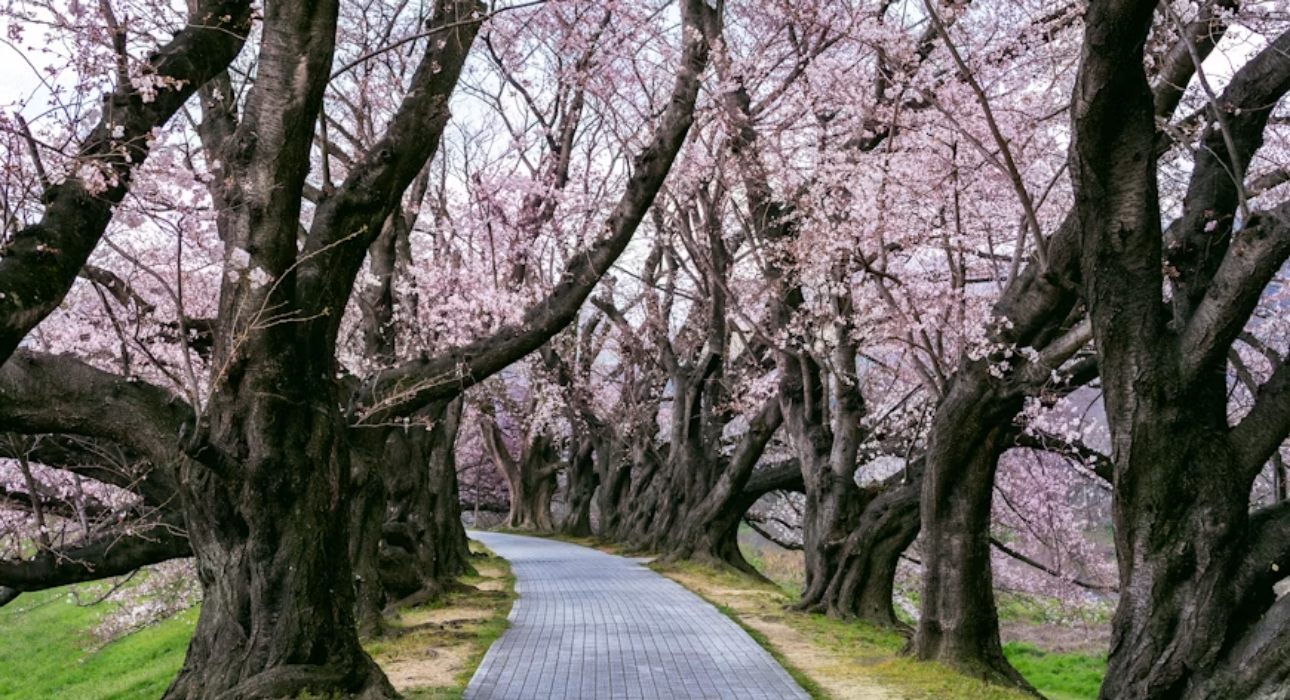 Magical Japan